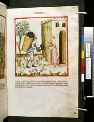 Theatrum sanitatis av Ububchasym de Baldach: #39;Napones#39;, første tiår av 1300-tallet (miniatyr)