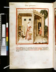 Theatrum sanitatis av Ububchasym de Baldach: #39;Ova Galinacea#39;, første tiår av 1300-tallet (miniatyr)