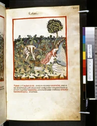 Theatrum sanitatis av Ububchasym de Baldach: #39;Rafani#39;, første tiår av 1300-tallet (miniatyr)