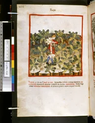 Theatrum sanitatis av Ububchasym de Baldach: #39;Voldtekt#39;, første tiår av 1300-tallet (miniatyr)