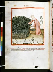 Theatrum sanitatis av Ububchasym de Baldach: #39;Salvia#39;, første tiår av 1300-tallet (miniatyr)
