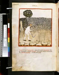 Theatrum sanitatis av Ububchasym de Baldach: #39;Siligo#39;, første tiår av 1300-tallet (miniatyr)
