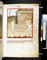 Theatrum sanitatis av Ububchasym de Baldach: #39;Spelta#39;, første tiår av 1300-tallet (miniatyr)