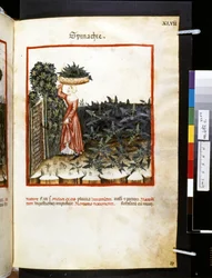 Theatrum sanitatis av Ububchasym de Baldach: #39;Spinachie#39;, første tiår av 1300-tallet (miniatyr)