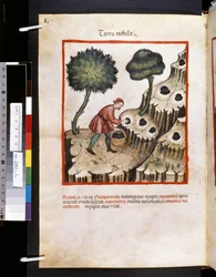 Theatrum sanitatis av Ububchasym de Baldach: #39;Terra Tufule#39;, første tiår av 1300-tallet (miniatyr)