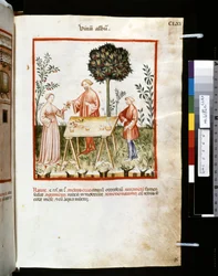 Theatrum sanitatis av Ububchasym de Baldach: #39;Vinum Album#39;, første tiår av 1300-tallet (miniatyr)