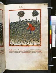Theatrum sanitatis av Ububchasym de Baldach: #39;Viole#39;, første tiår av 1300-tallet (miniatyr)