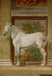Hestehallen med veggmalerier av Federico II Gonzagas favoritthester (fresko)