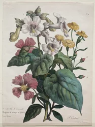 Naturhistorisk leksjon, som inneholder hovedartene i dyreriket, klassifisert metodisk: Martynia eller Unicorn Plant