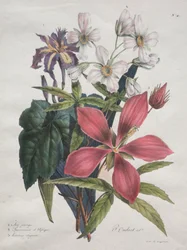 Naturhistorisk kurs, som inneholder hovedartene i dyreriket, klassifisert metodisk: Iris, afrikansk hamp og Ketmia