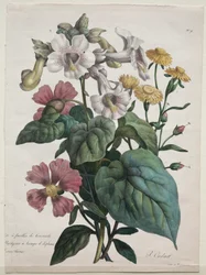 Course of Natural History, som inneholder de viktigste artene i dyreriket..., 1825.