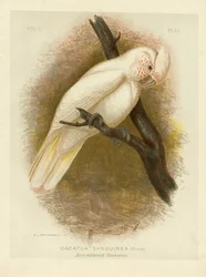 Blodflekket kakadue, 1891