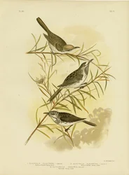 Honeyeater med fulvous front, 1891