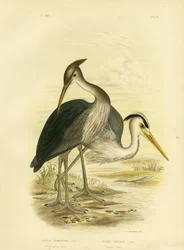 Stornebbhegre eller mørkegråhegre, 1891