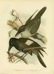 Grey Crow-Shrike, 1891