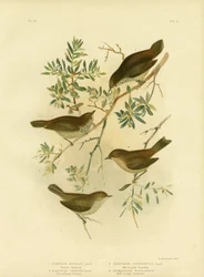 Innlandstornnekke eller bredhaletornnekke, 1891
