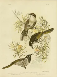 Langnebbet honningeater, 1891