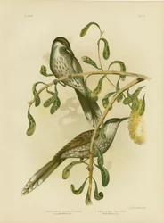 Lumulert Wattlebird Eller Little Wattlebird, 1891