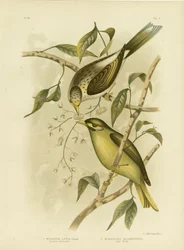 Luteous honningeater eller gulstrupet gruvearbeider, 1891