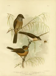 Olivenaktig Thickhead eller Olive Whistler, 1891
