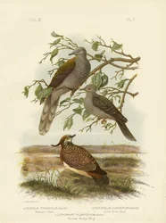 Fredelig due, 1891