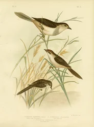 Rufous-tinted Cincloramphus or Rufous Songlark, 1891