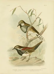 Spotted Ground-trost, 1891