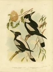 Kråkeskrike med hvit rygg, 1891