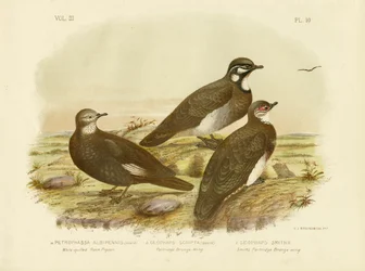White-Quilled Rock Pigeon, 1891