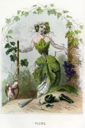 Illustrasjon for «Animerte blomster»