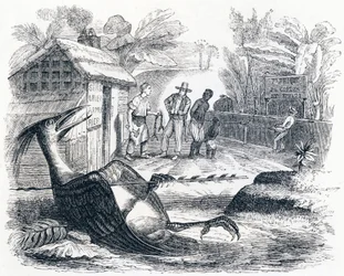 Fuglen gjør vondt av en pil - Fables av La Fontaine