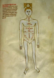 Anatomi og kirurgiske tavler: lokalisering av mannlige organer. I ""Liber notables Philippi den syvende kongen av frankerne, hentet fra bøkene til Galien""" av Gui de Pavia rundt 1345. Chantilly, Musee Conde