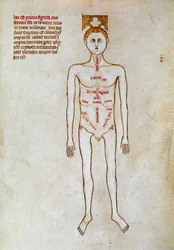 Kirurgi: representasjon av menneskekroppen. Miniatyr i ""Liber notables Philippi den syvende kongen av frankerne, hentet fra bøkene til Galien"" skrevet av Gui (Guy) av Pavia