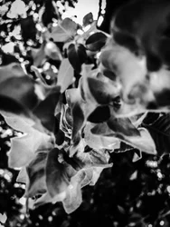 Blomst nr. 12, 2025 (bilde)