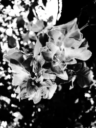 Blomst nr. 13, 2025 (bilde)