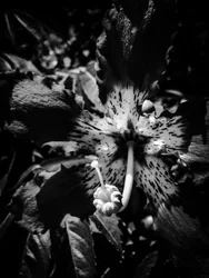 Blomst nr. 20, 2025 (bilde)