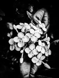 Blomst nr. 24, 2025 (bilde)