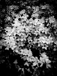 Blomst nr. 2, 2025 (bilde)