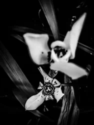 Blomst nr. 31, 2025 (bilde)