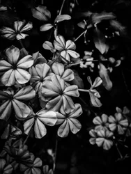 Blomst nr. 33, 2025 (bilde)