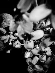 Blomst nr. 34, 2025 (bilde)