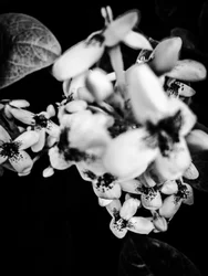 Blomst nr. 36, 2025 (bilde)