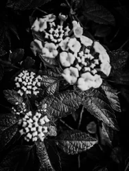 Blomst nr. 37, 2025 (bilde)
