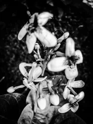 Blomst nr. 38, 2025 (bilde)