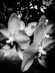 Blomst nr. 3, 2025 (bilde)