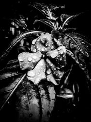 Blomst nr. 41 (bilde)