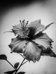 Blomst nr. 42 (bilde)
