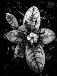 Blomst nr. 45 (bilde)