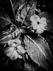 Blomst nr. 46 (bilde)