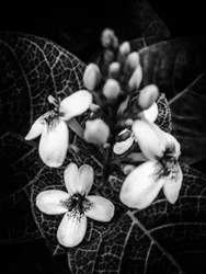 Blomst nr. 48 (bilde)